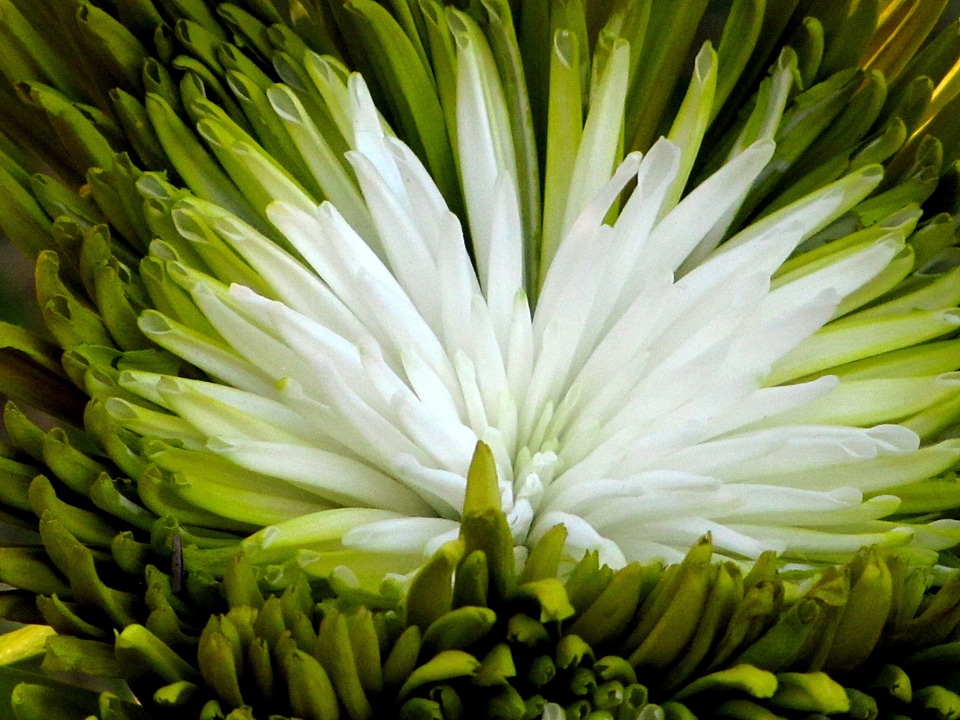 Biology blooming blossom