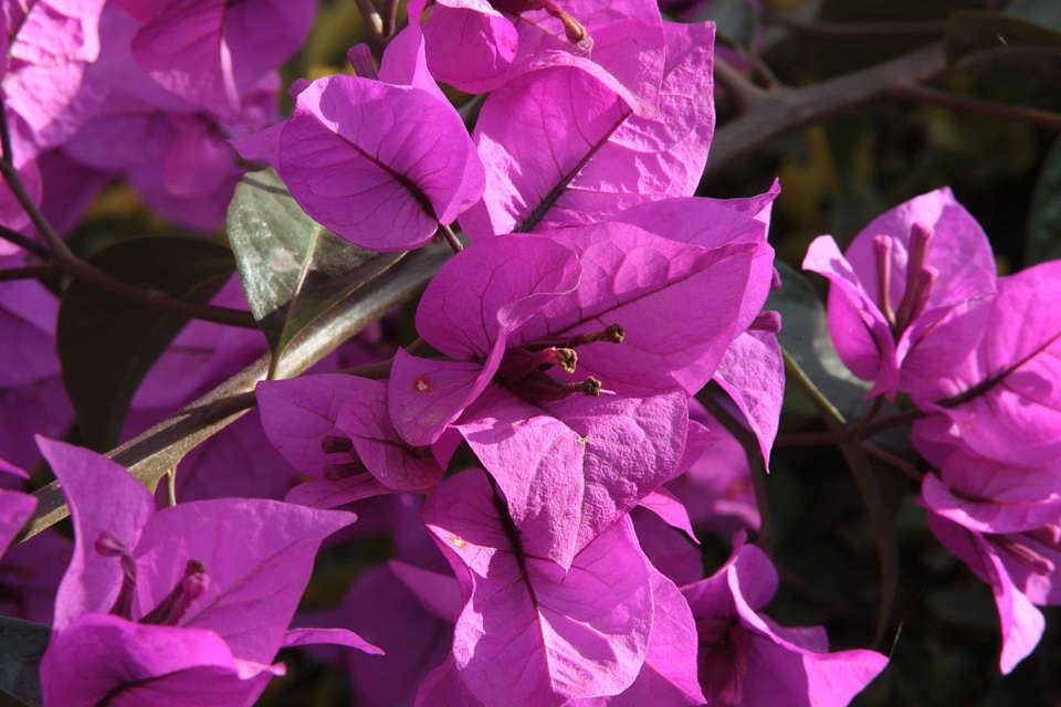 Beautiful beautiful flowers biology