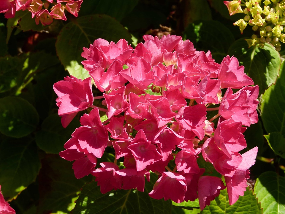 Beautiful beautiful flowers biology