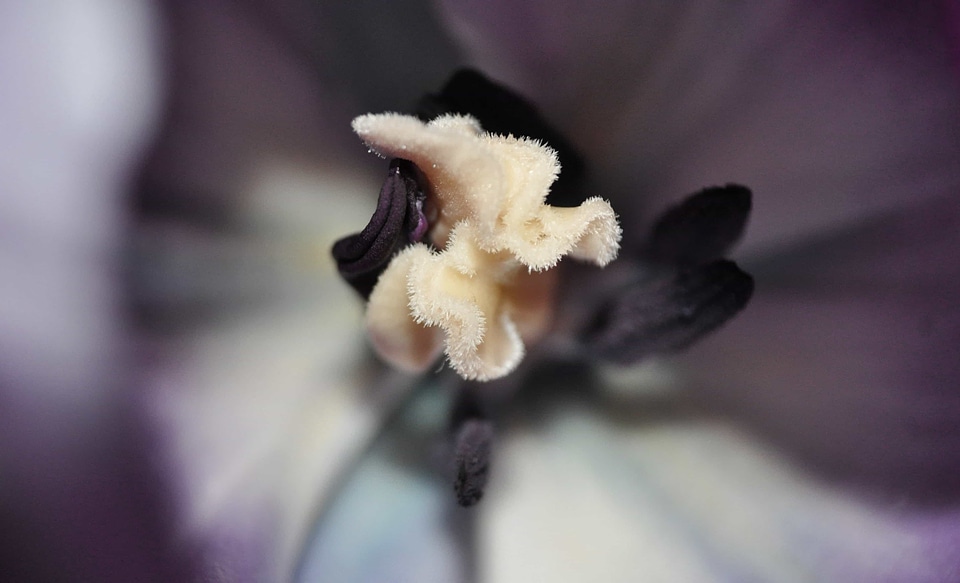 Beautiful Flowers biology blooming