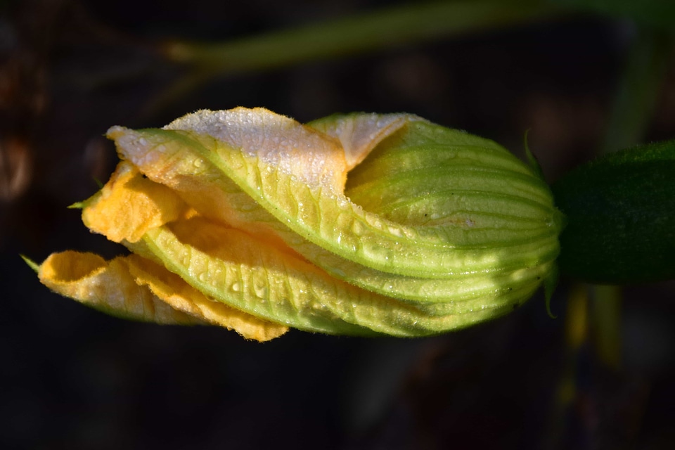 Beautiful Flowers biology blooming