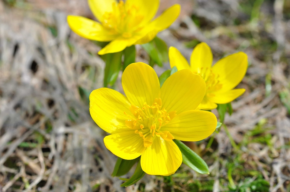 Beautiful Flowers beautiful photo biology