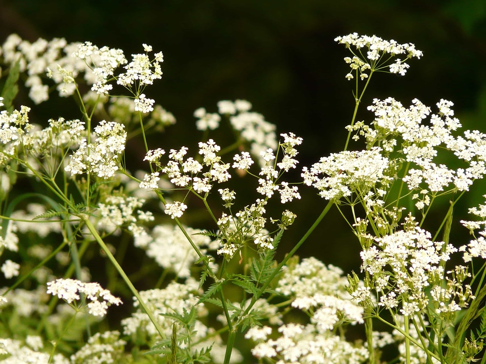 Beautiful Flowers biology bloom