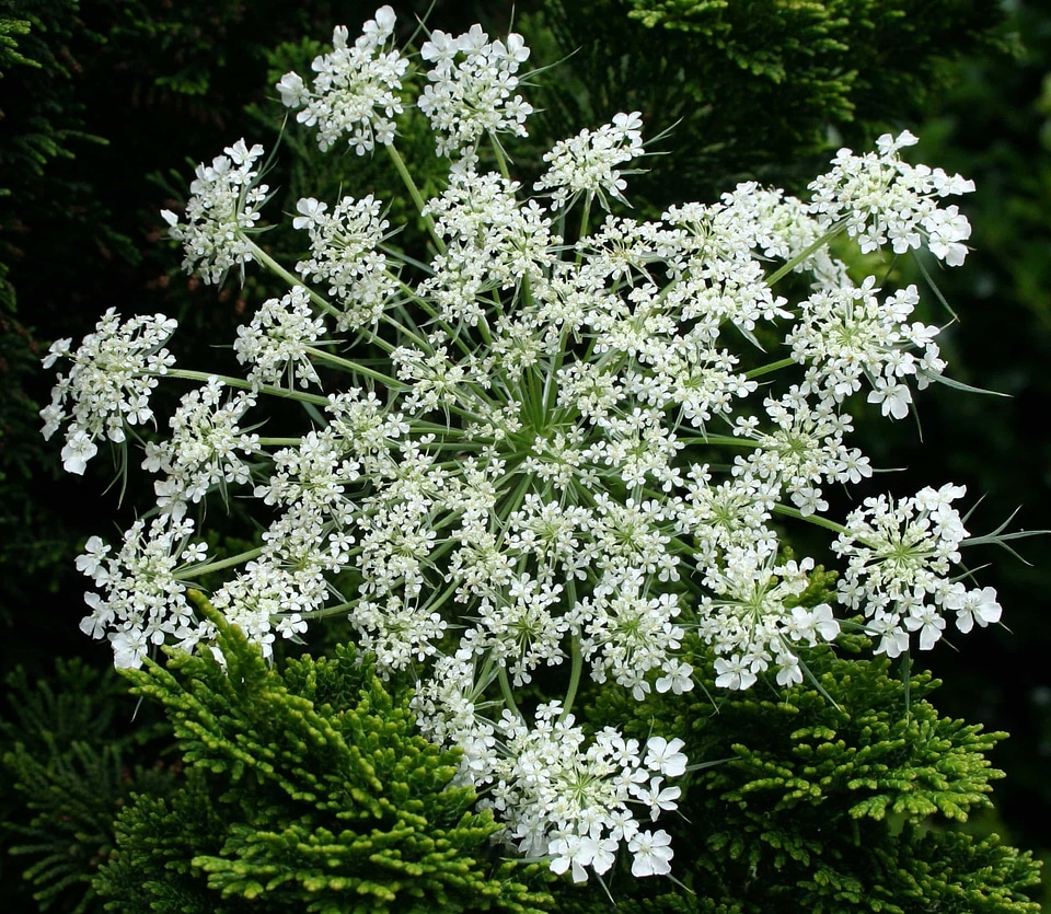 Beautiful Flowers biology blooming