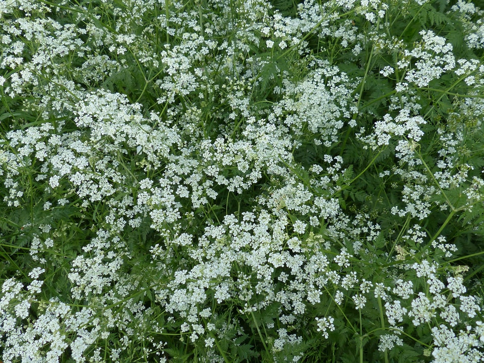 Beautiful Flowers biology bloom