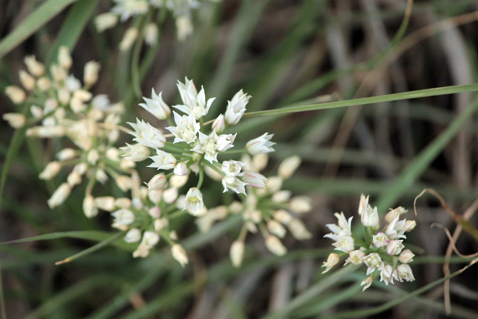 Beautiful Flowers biology blooming