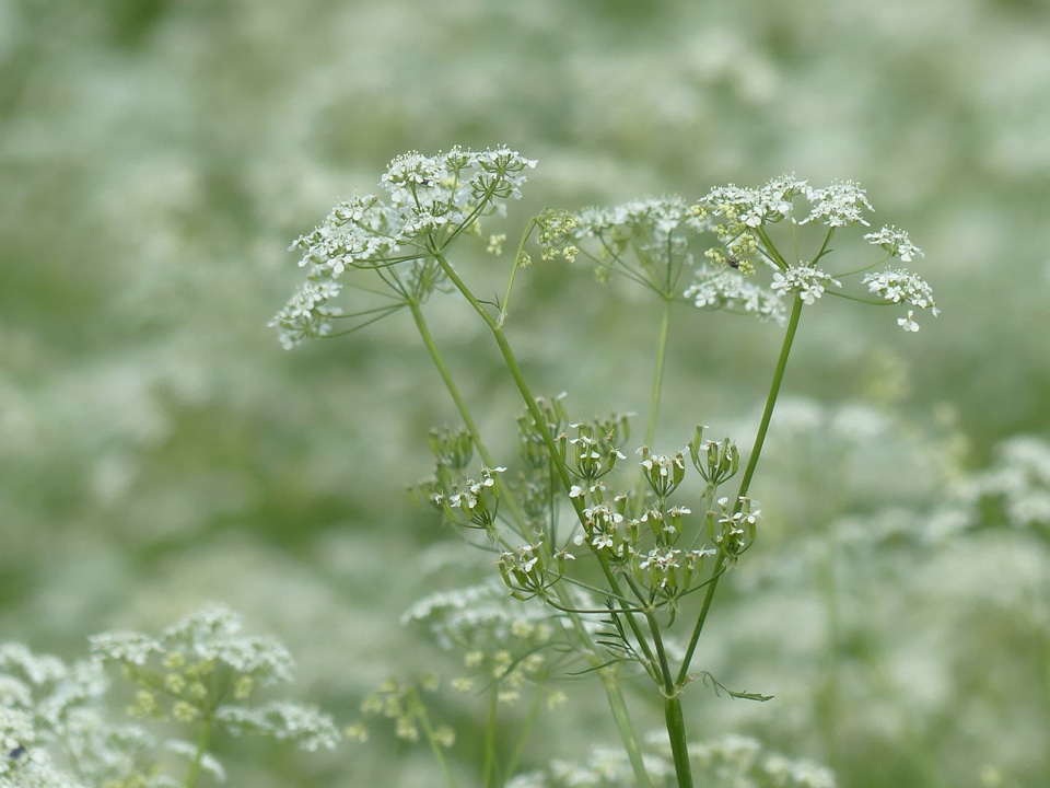 Beautiful Flowers biology blooming