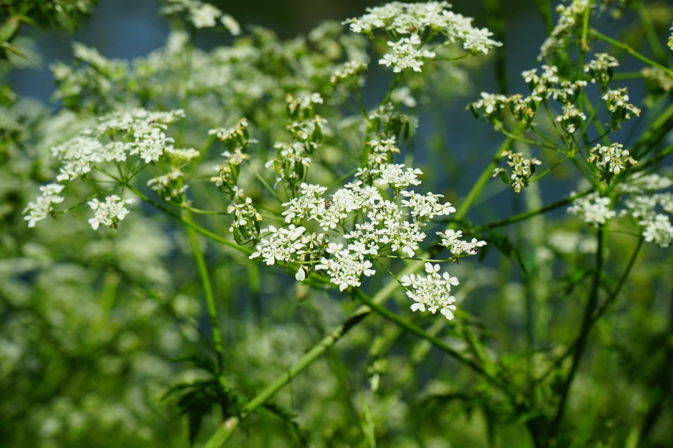 Beautiful Flowers biology blooming