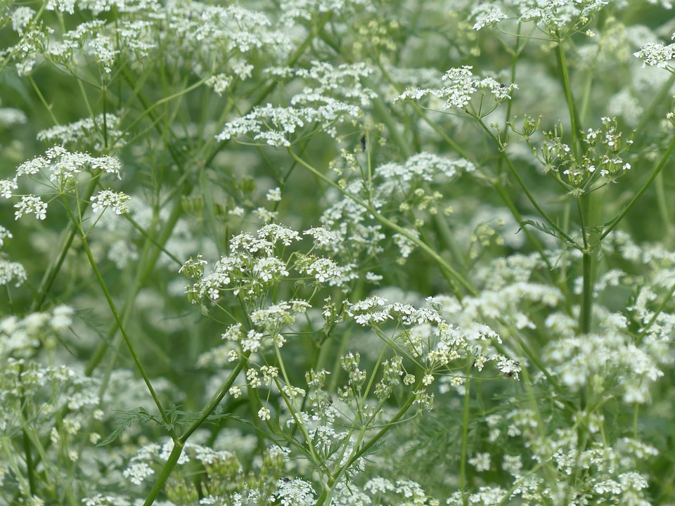 Agriculture beautiful flowers biology