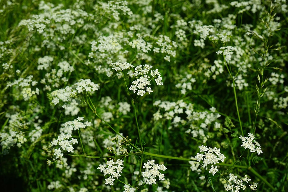 Agriculture beautiful flowers biology