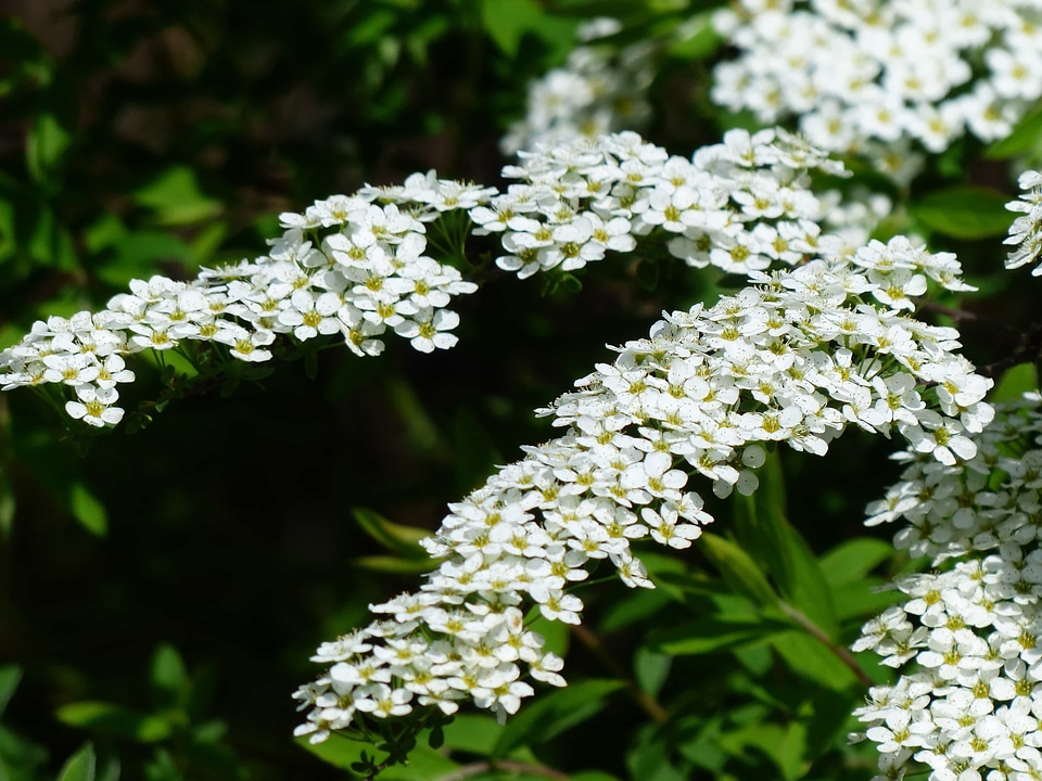 Beautiful Flowers biology blooming
