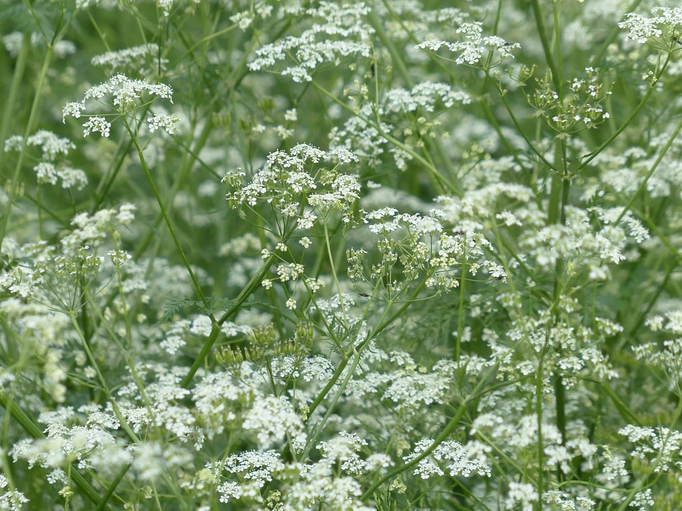 Beautiful Flowers biology blooming