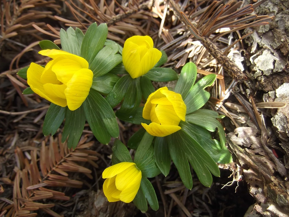 Beautiful Flowers biology bloom