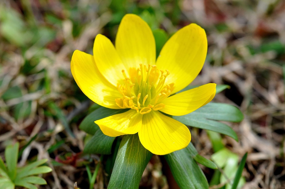 Beautiful beautiful flowers biology