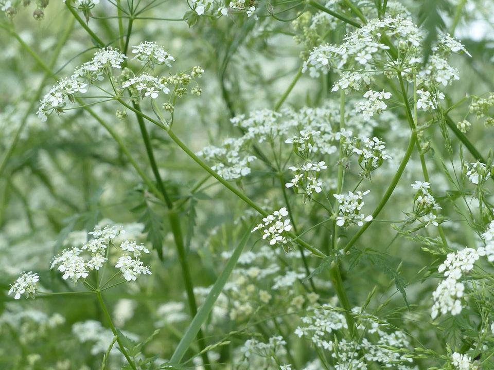 Agriculture beautiful flowers biology