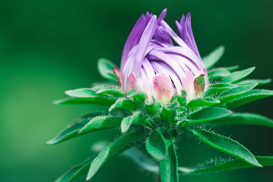 Beautiful beautiful flowers beautiful image
