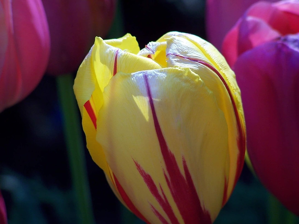 Beautiful Flowers biology bloom