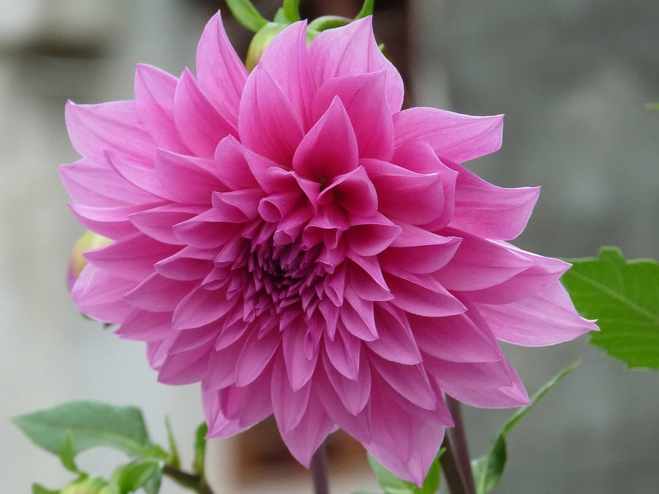 Beautiful beautiful flowers beautiful image