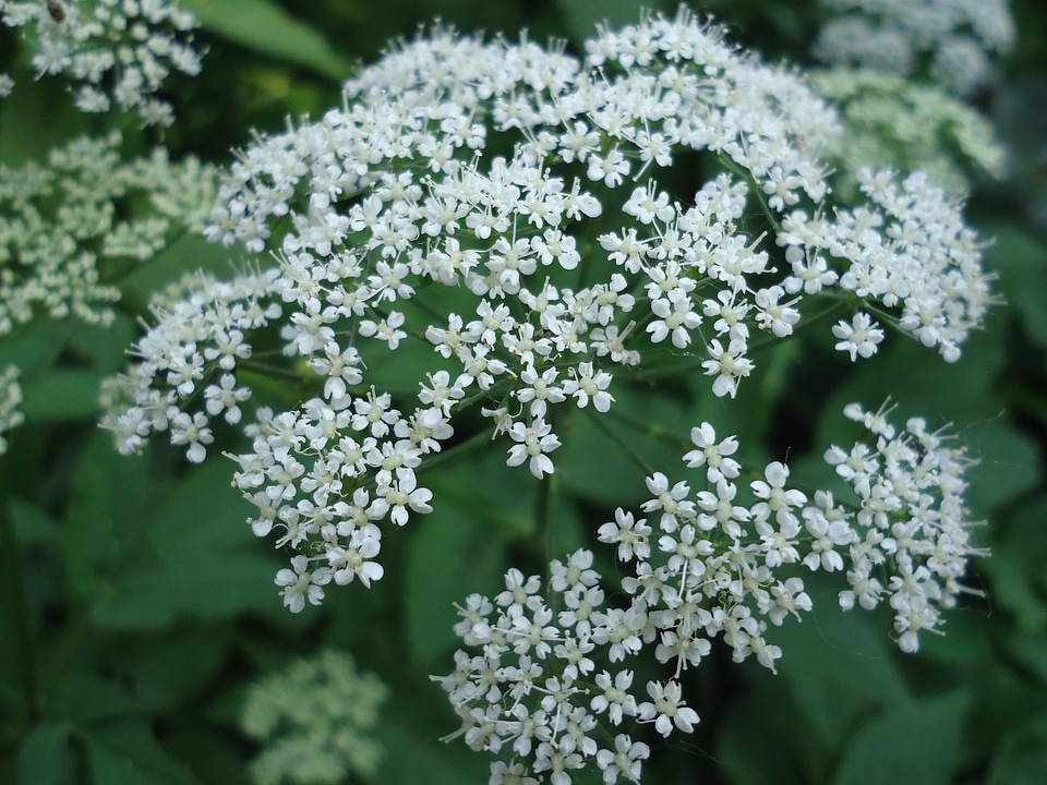 Beautiful Flowers biology blooming