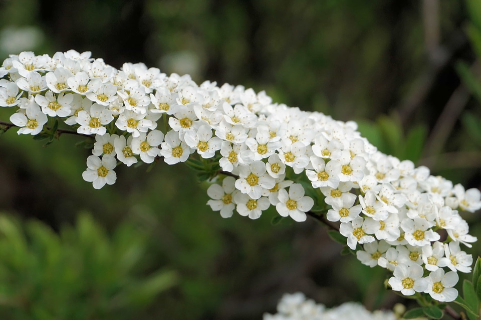 Beautiful Flowers biology bloom