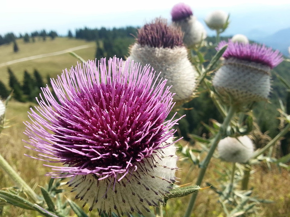 Beautiful beautiful flowers beautiful photo