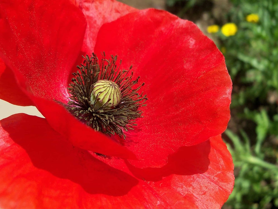 Beautiful beautiful flowers beautiful image