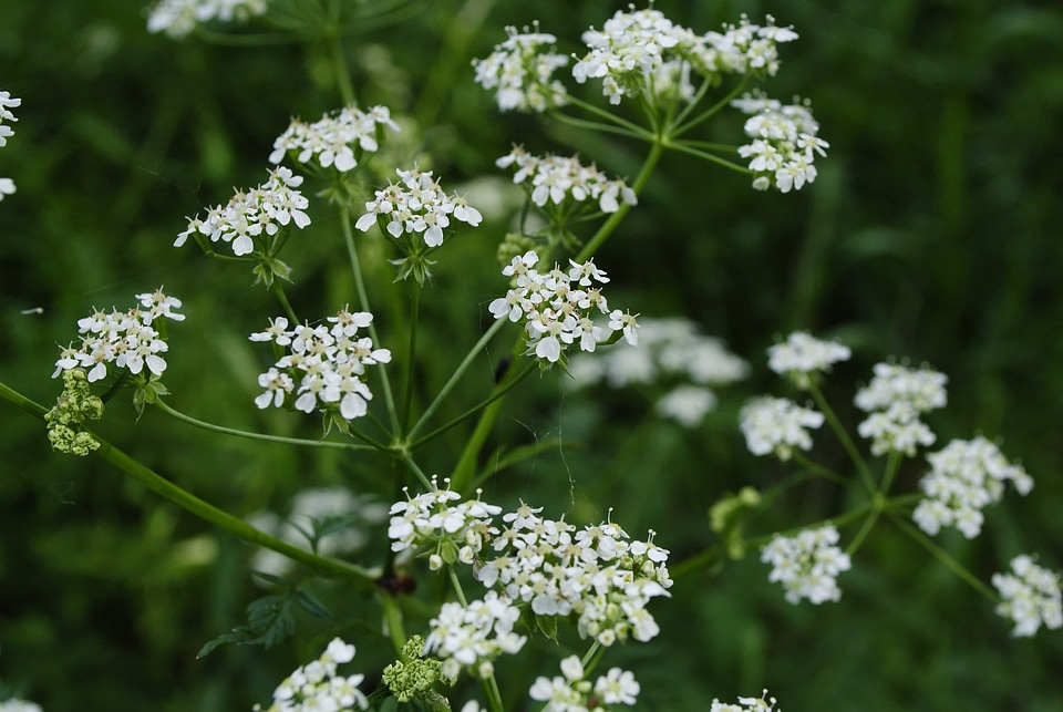 Beautiful Flowers biology blooming