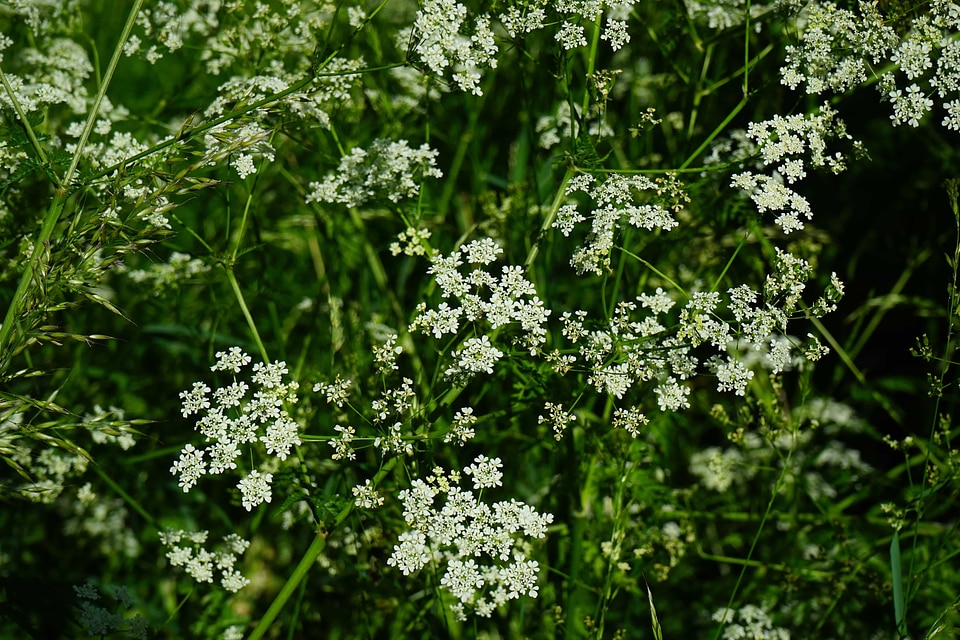 Beautiful Flowers biology blooming