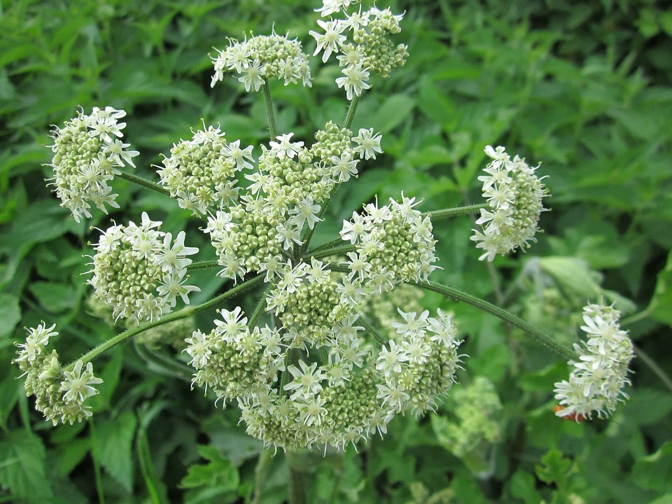 Beautiful Flowers biology blooming