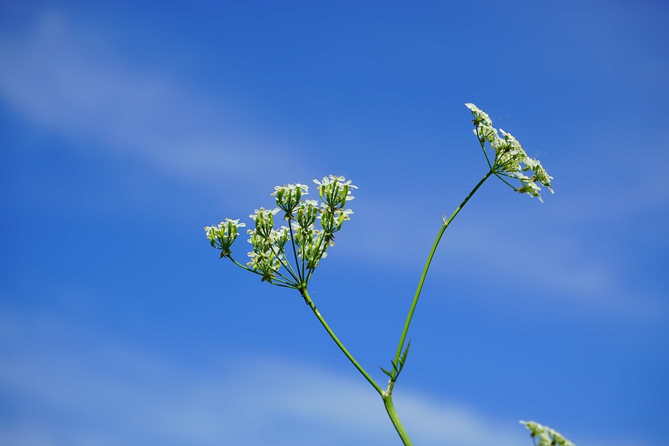 Beautiful Flowers biology blooming