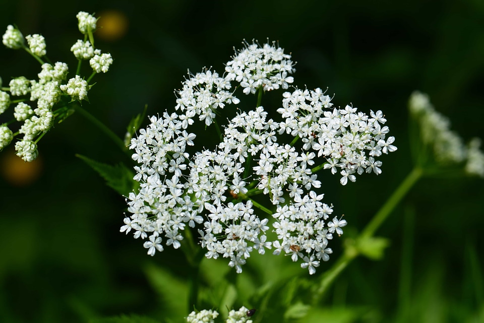 Beautiful Flowers biology blooming