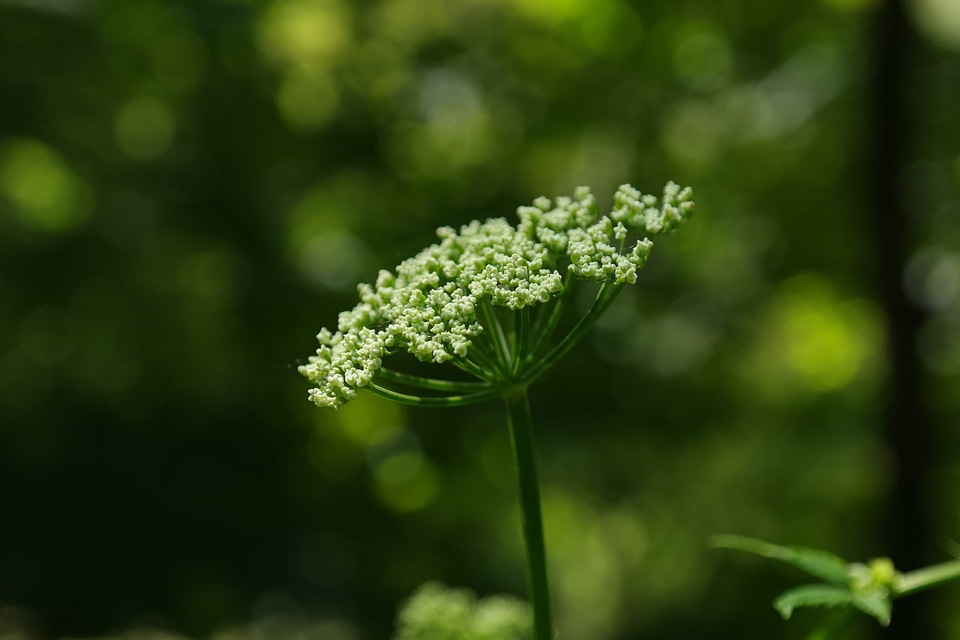 Beautiful Flowers biology blooming