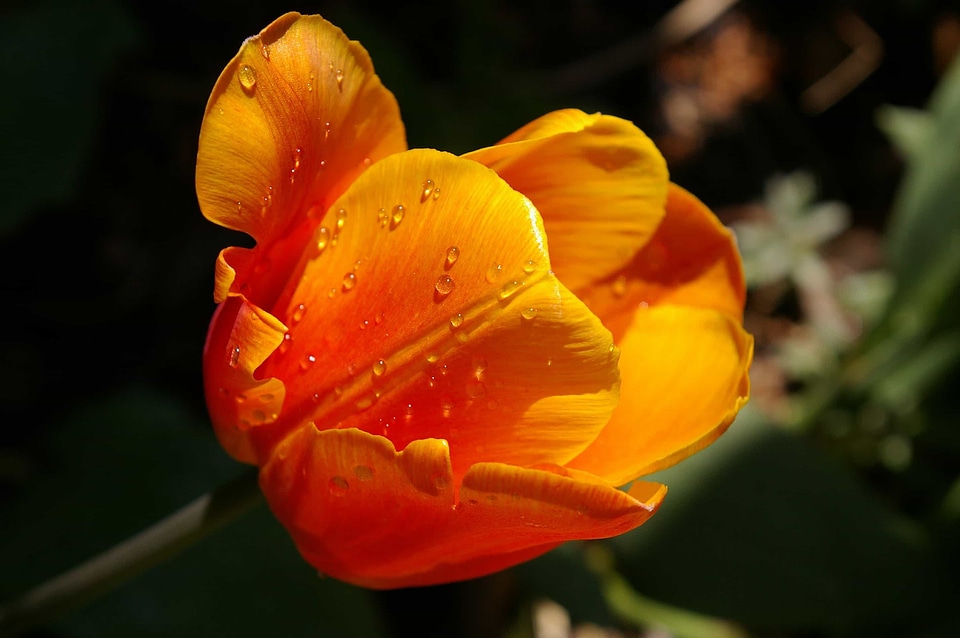 Beautiful beautiful flowers beautiful photo