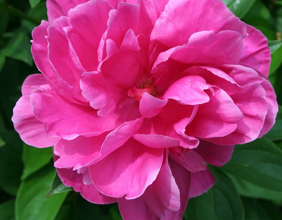 Beautiful beautiful flowers beautiful image