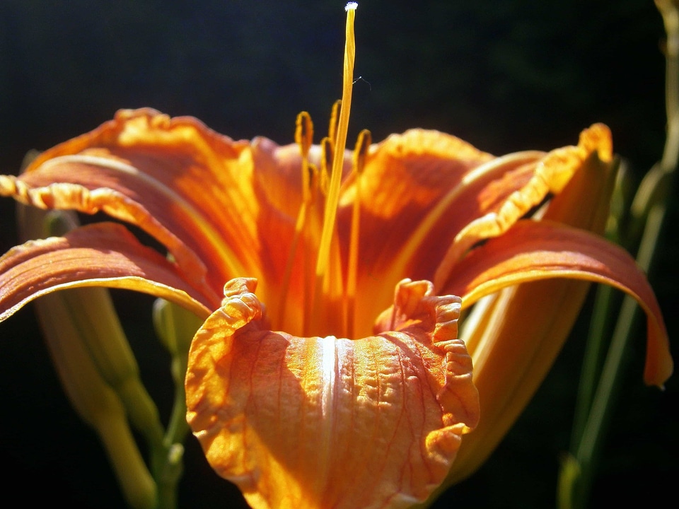 Beautiful beautiful flowers beautiful image