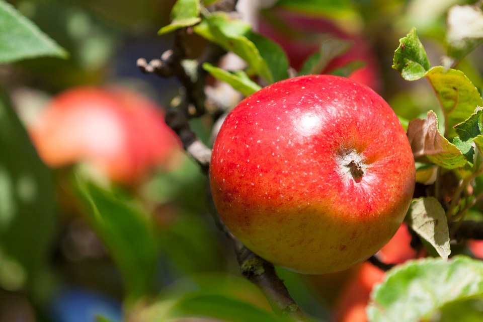 Red ripe healthy