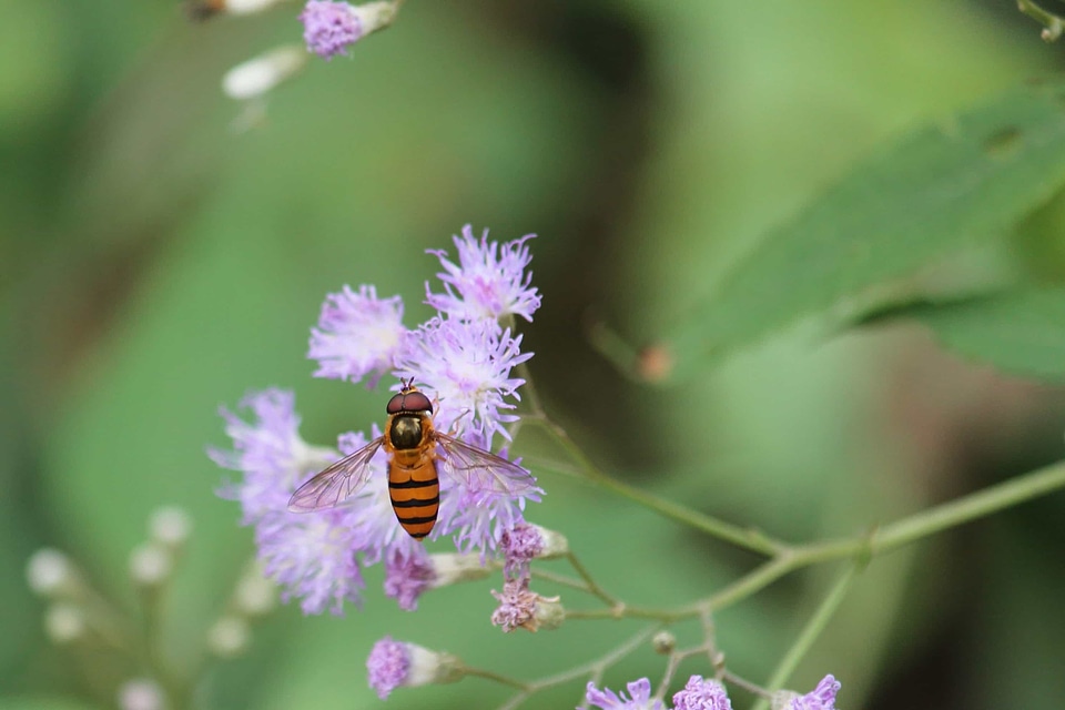 Animal arthropod beautiful flowers