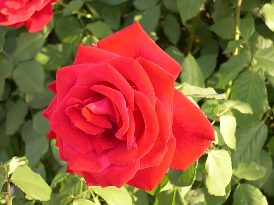 Beautiful Flowers biology bloom