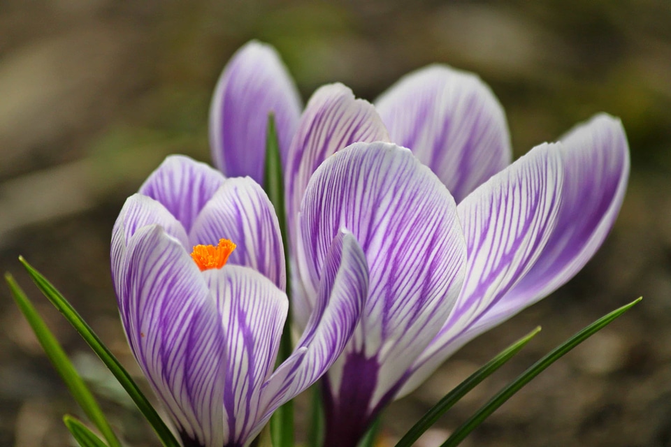 Beautiful beautiful flowers beautiful image