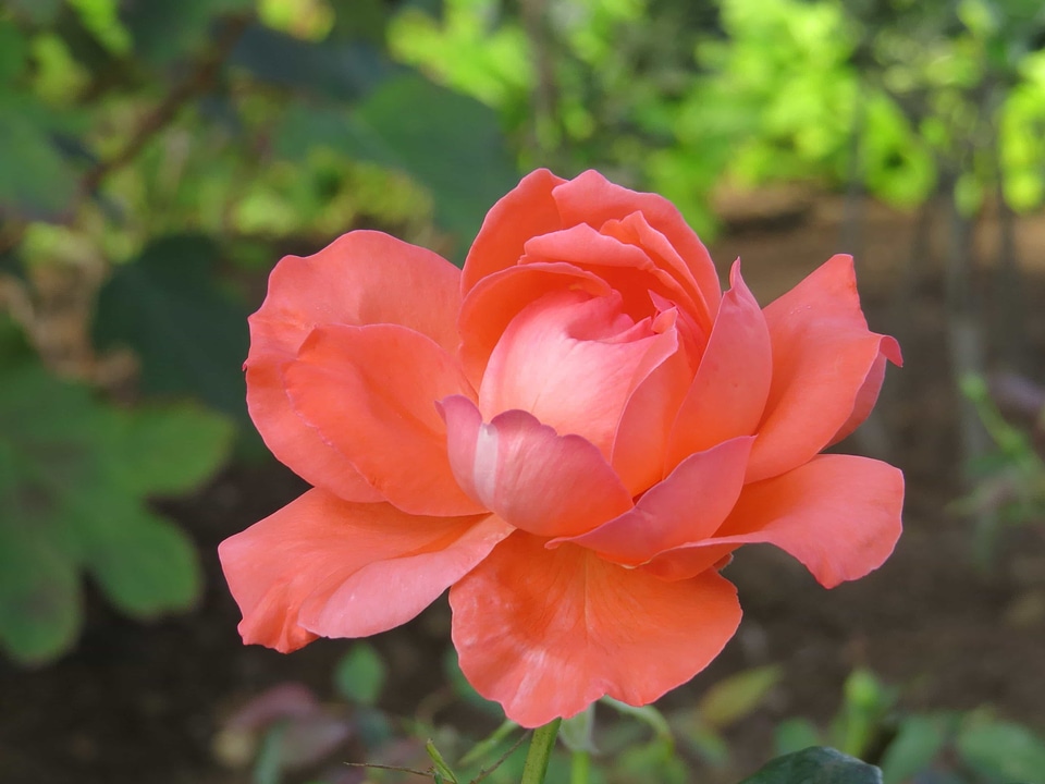 Beautiful Flowers biology bloom
