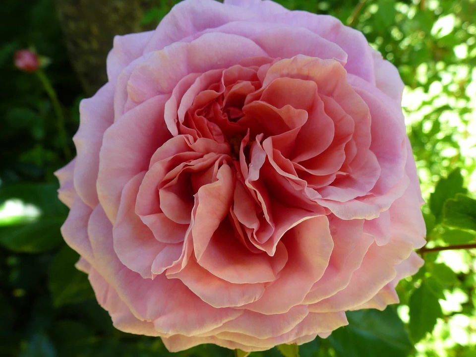 Beautiful Flowers begonia biology