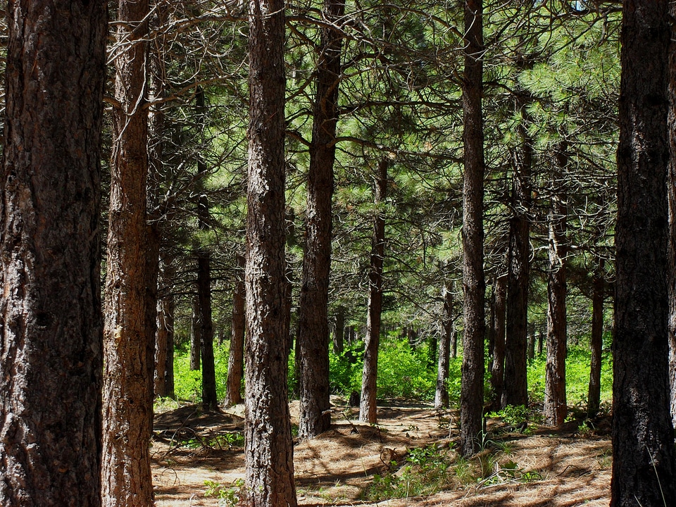 Woods nature natural