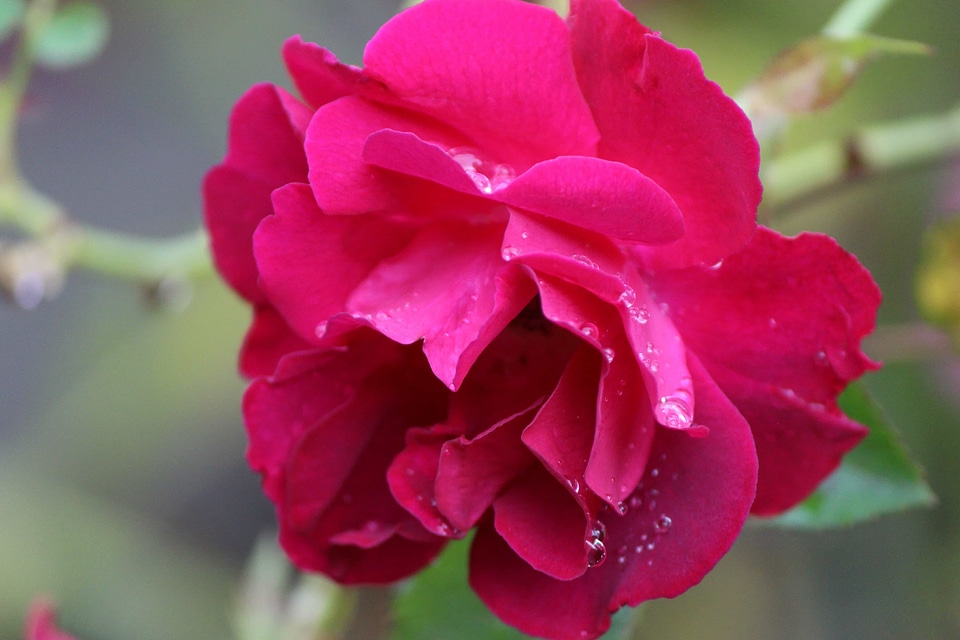 Beautiful beautiful flowers biology