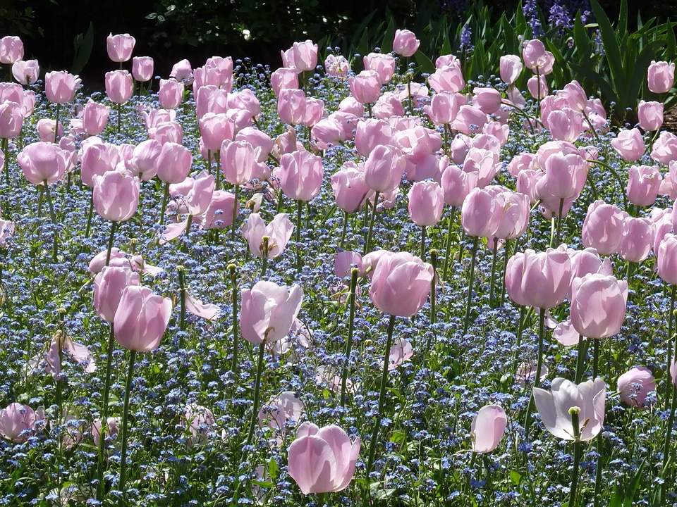 Beautiful Flowers biology bloom