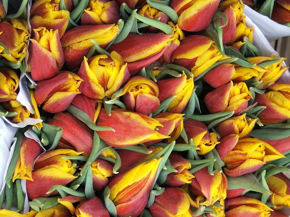 Beautiful Flowers biology blooming