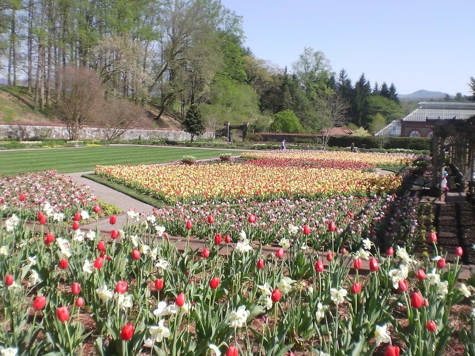 Beautiful Flowers biology blooming