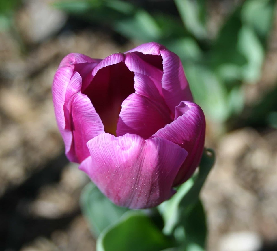 Beautiful beautiful flowers biology