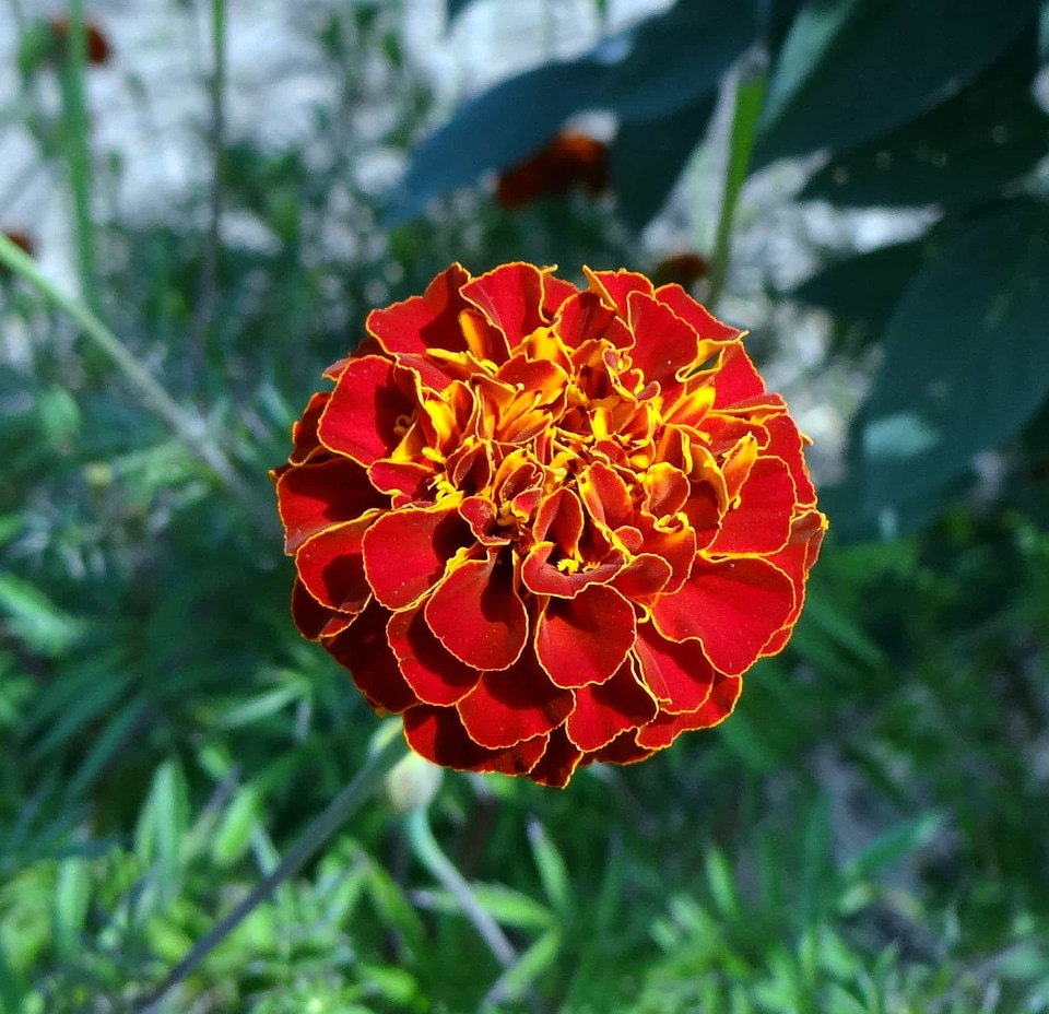 Beautiful beautiful flowers biology