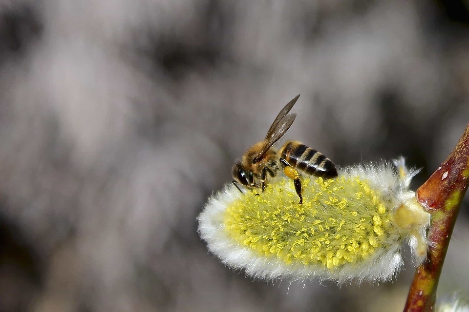 Animal arthropod beautiful flowers