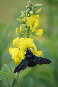 Beautiful Flowers bloom blooming